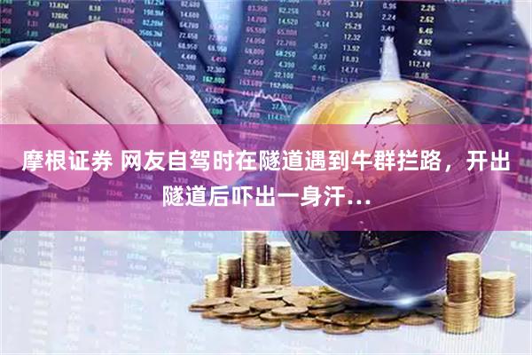 摩根证券 网友自驾时在隧道遇到牛群拦路，开出隧道后吓出一身汗…